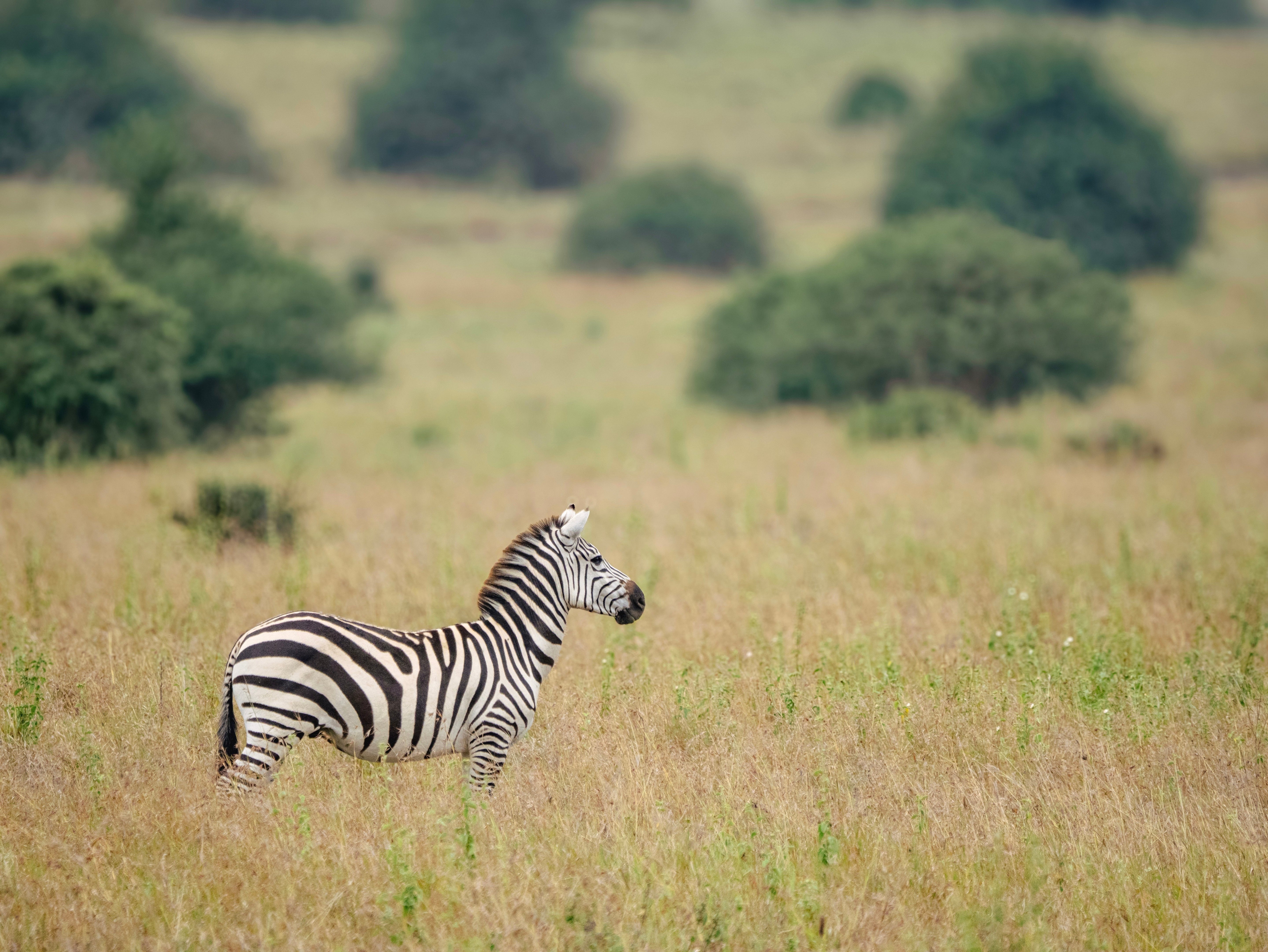 From Kenya with Love