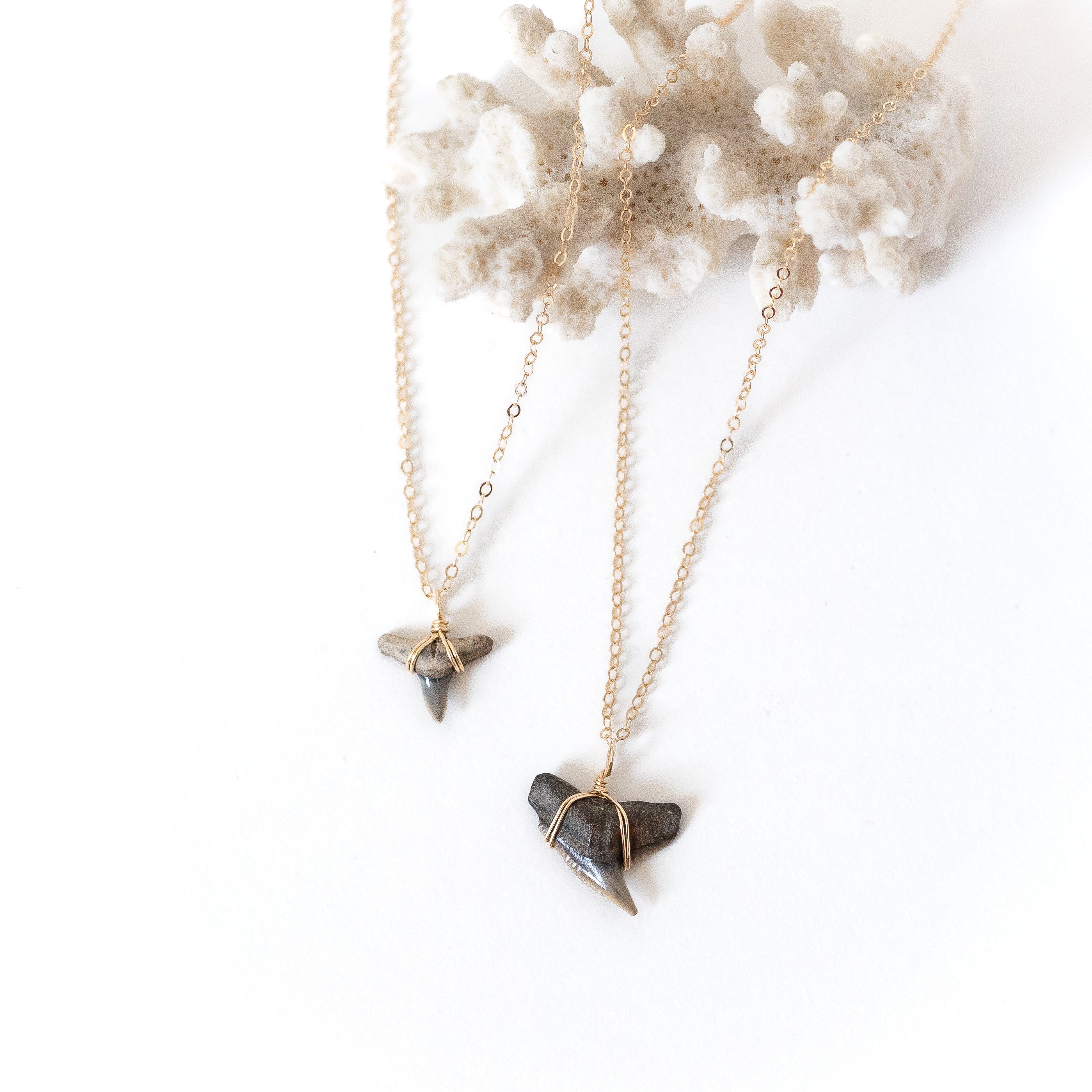 Two small shark tooth necklaces, both wrapped with gold wire attached to gold chain